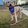 Mia joined the competition — help win amazing prizes! dog, doodle, curly_coat, pet, outdoor, lawn, grass, leash, bandana, blue_bandana, standing, happy, smiling, front_yard, house, blue_house, sidewalk, trees, fallen_leaves, stick