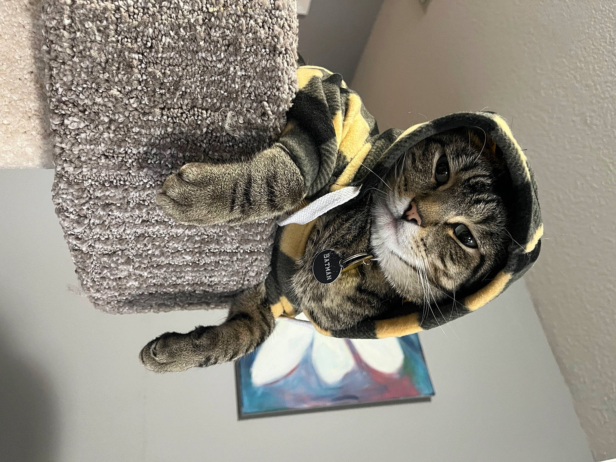 Batman joined the competition — help win amazing prizes! art, carnivore, cat, comfort, couch, domestic_short_haired_cat, felidae, flooring, fur, grey, metal, pattern, personal_protective_equipment, room, sculpture, small_to_medium_sized_cats, snout, tail, visual_arts, whiskers