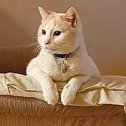 Sugar joined the competition — help win amazing prizes! cat, feline, pet, collar, id_tag, paws, armrest, couch, upholstery, indoor, portrait, whiskers, cream_color, white_fur, sitting, domestic_animal, cozy, head, profile, relaxed