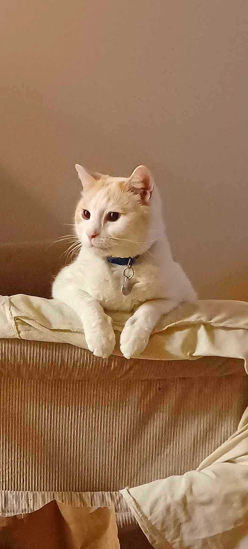 Sugar joined the competition — help win amazing prizes! cat, feline, pet, collar, id_tag, paws, armrest, couch, upholstery, indoor, portrait, whiskers, cream_color, white_fur, sitting, domestic_animal, cozy, head, profile, relaxed