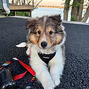 Oliver is registered to the contest to win money with this photo: puppy, dog, leash, harness, toy, outdoor, asphalt, lake, trees, nature, cute, pet, animal, fur, young, playful, resting, closeup, adorable, background