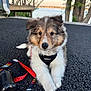 puppy, dog, leash, harness, toy, outdoor, asphalt, lake, trees, nature, cute, pet, animal, fur, young, playful, resting, closeup, adorable, background