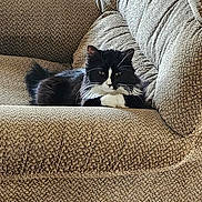 Valerie joined the competition — help win amazing prizes! animal, black_and_white_cat, cat, couch, cozy, domestic, exercise_equipment, fluffy, fur, furniture, home, indoor, living_room, paw, pet, relaxed, resting, stationary_bike, textured_fabric, whiskers