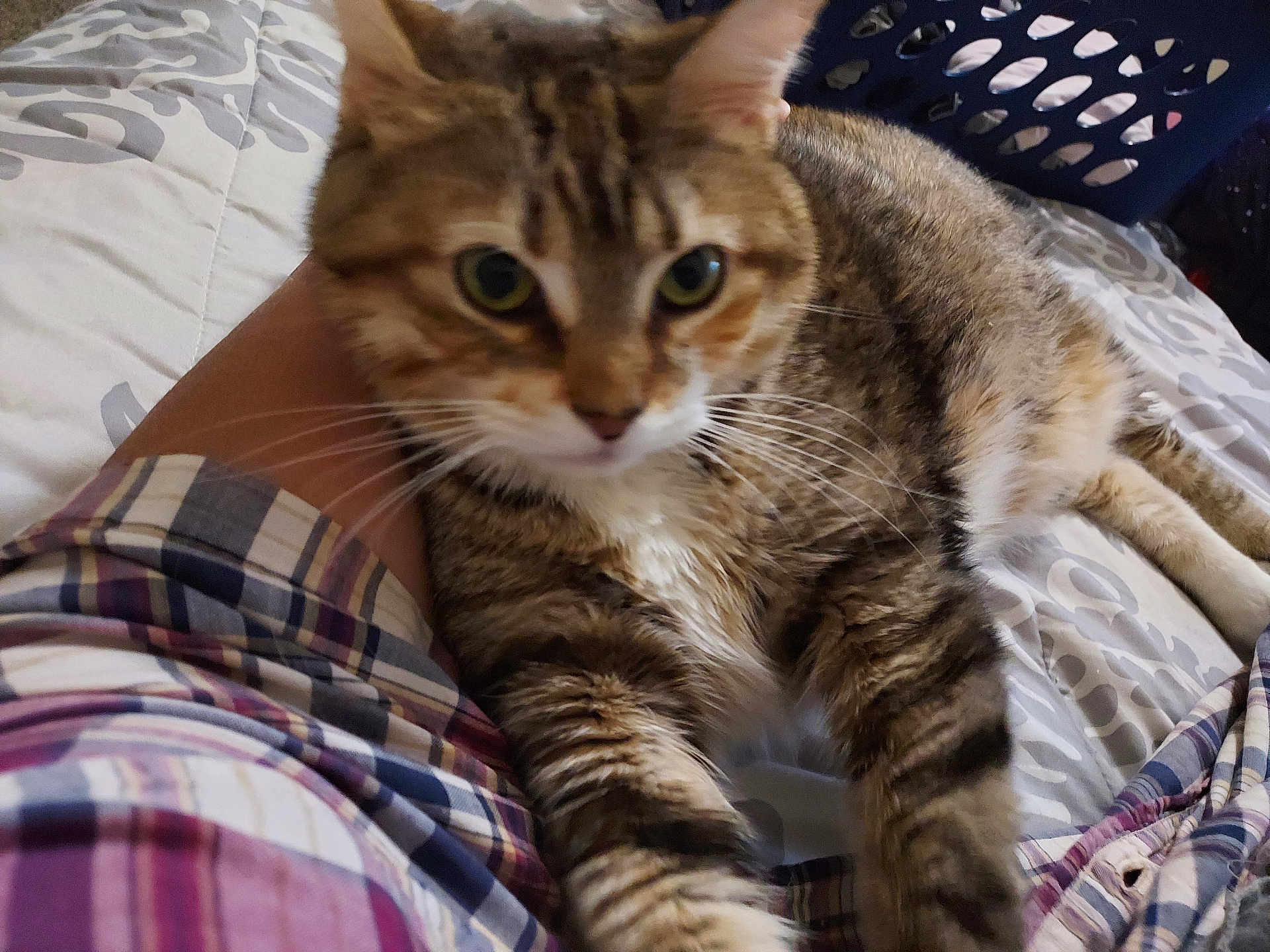 Chloe joined the competition — help win amazing prizes! cat, tabby_cat, pet, bed, plaid_shirt, furniture, indoor, animal, whiskers, fur, relaxing, curious, closeup, domestic_animal, striped, mammal, bedspread, laundry_basket, resting, cozy