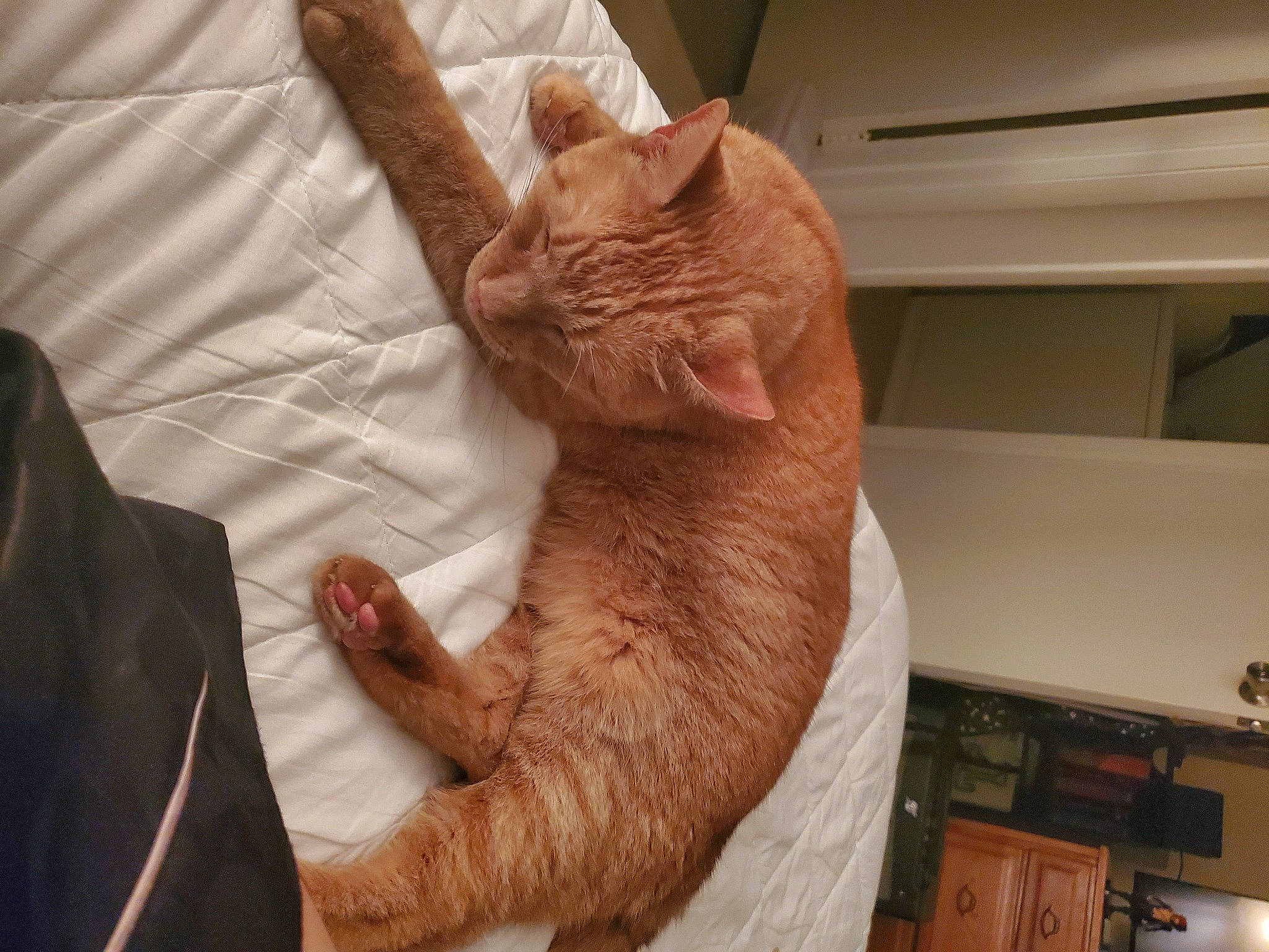 Bogey is registered to the contest to win money with this photo: asian, carnivore, cat, domestic_short_haired_cat, european_shorthair, fawn, felidae, fur, german_rex, mammal, paw, small_to_medium_sized_cats, snout, tail, whiskers