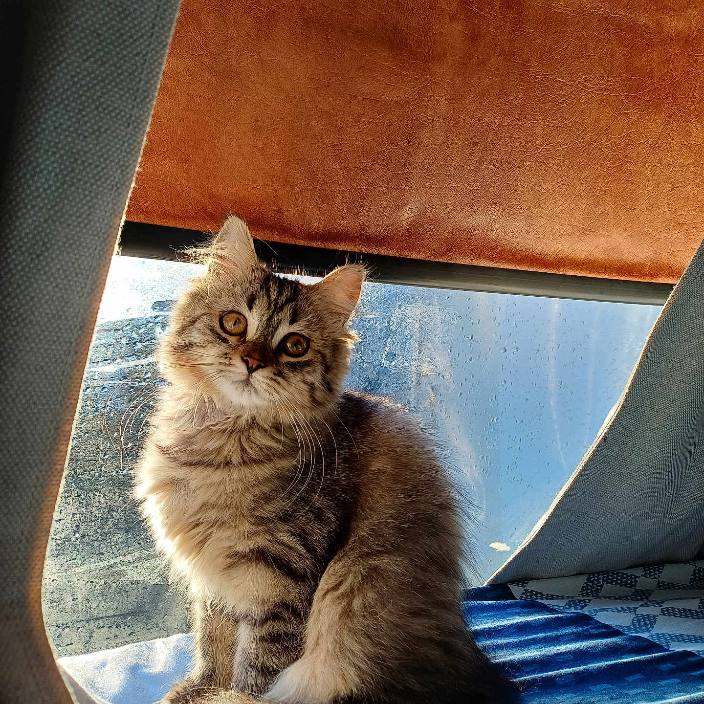 Zaïa participe au concours pour gagner de l'argent avec cette photo : abyssinian, angora, animal, armchair, blanket, cat, chair, computer, couch, cushion, furniture, hardwood, homedecor, kitten, linen, manx, pet, plywood, siamese, wood