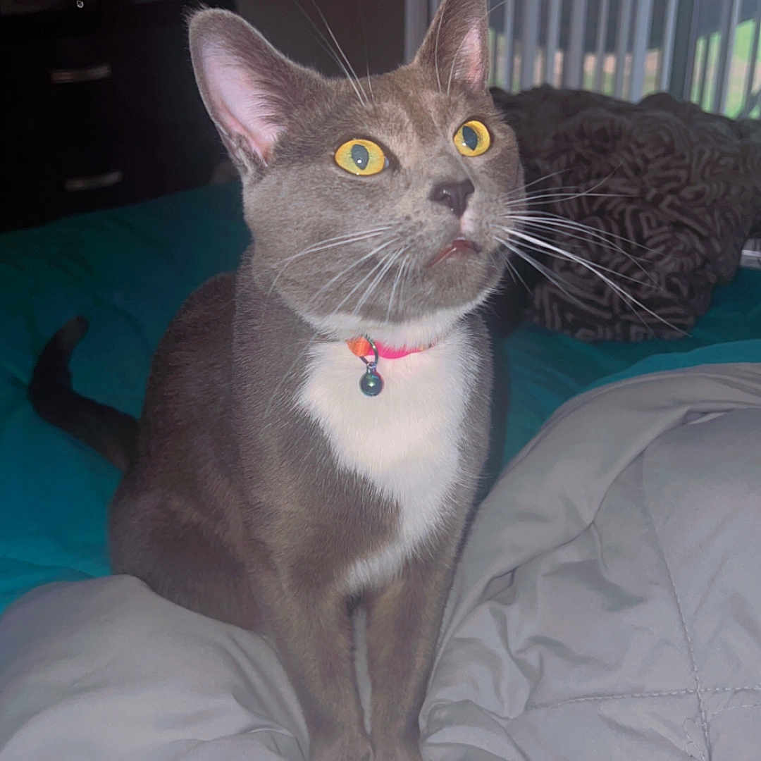 Kitty is registered to the contest to win money with this photo: animal, bed, blanket, blinds, cat, cozy, curious, domestic_cat, feline, gray_cat, household, indoor, pet, pink_collar, soft_light, tail, whiskers, white_chest, window, yellow_eyes