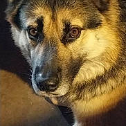 Salto participe au concours pour gagner de l'argent avec cette photo : animal, black, brown, calm, canine, close_up, dog, ears, eyes, face, fur, indoor, laying, looking, muzzle, pet, portrait, resting, shadow, tan
