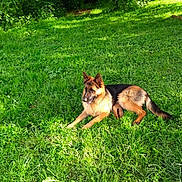 Salto participe au concours pour gagner de l'argent avec cette photo : animal, canine, daylight, dog, fur, german_shepherd, grass, greenery, leaf, mammal, nature, outdoor, paw, pet, play, relaxed, resting, stick, summer, sunlight