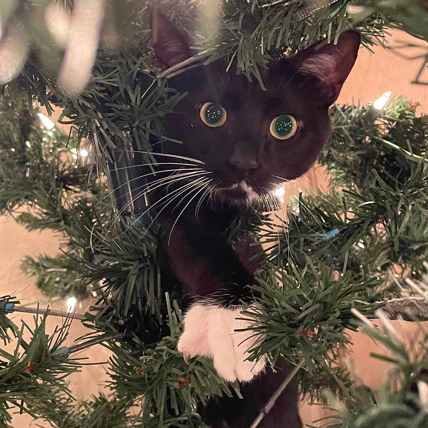 Bubs