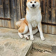 Tsukimi participe au concours pour gagner de l'argent avec cette photo : akita, animal, brown_and_white, canine, concrete, cute, dog, domestic_animal, ears, fluffy, fur, mammal, outdoor, pet, quiet, sitting, step, tail, watchful, wooden_door