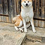 akita, animal, brown_and_white, canine, concrete, cute, dog, domestic_animal, ears, fluffy, fur, mammal, outdoor, pet, quiet, sitting, step, tail, watchful, wooden_door