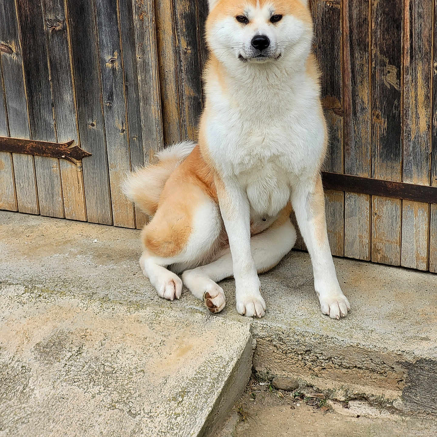 Tsukimi participe au concours pour gagner de l'argent avec cette photo : akita, animal, brown_and_white, canine, concrete, cute, dog, domestic_animal, ears, fluffy, fur, mammal, outdoor, pet, quiet, sitting, step, tail, watchful, wooden_door