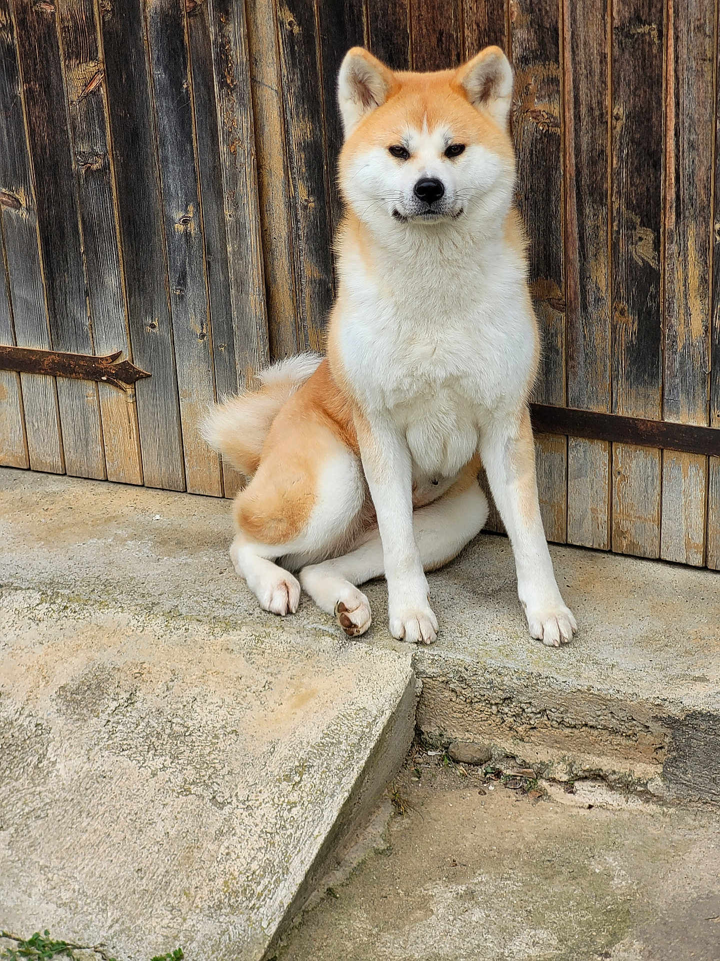 Tsukimi participe au concours pour gagner de l'argent avec cette photo : akita, animal, brown_and_white, canine, concrete, cute, dog, domestic_animal, ears, fluffy, fur, mammal, outdoor, pet, quiet, sitting, step, tail, watchful, wooden_door