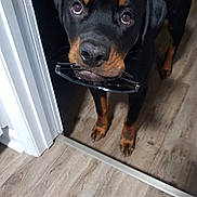 Kylo is registered to the contest to win money with this photo: rottweiler, dog, puppy, glasses, indoor, floor, wooden_floor, black_dog, brown_markings, pet, animal, curious, looking_up, mouth_holding, ears, legs, paw, door_frame, house, companion