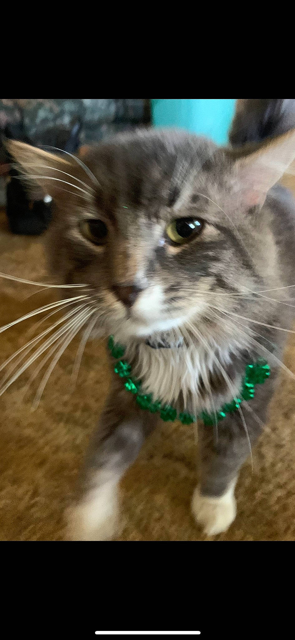 Dusty joined the competition — help win amazing prizes! carnivore, cat, claw, collar, domestic_short_haired_cat, eye, felidae, fur, grass, hair, head, paw, small_to_medium_sized_cats, snout, terrestrial_animal, whiskers, wildlife