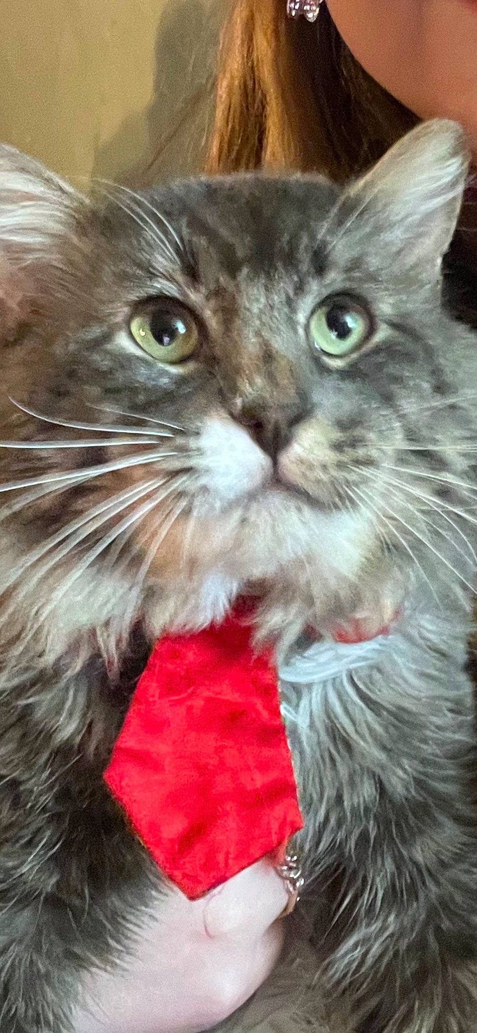 Dusty joined the competition — help win amazing prizes! carnivore, cat, cat_supply, claw, collar, comfort, domestic_short_haired_cat, event, felidae, fur, holiday, lap, maine_coon, mammal, paw, small_to_medium_sized_cats, snout, tail, vertebrate, whiskers