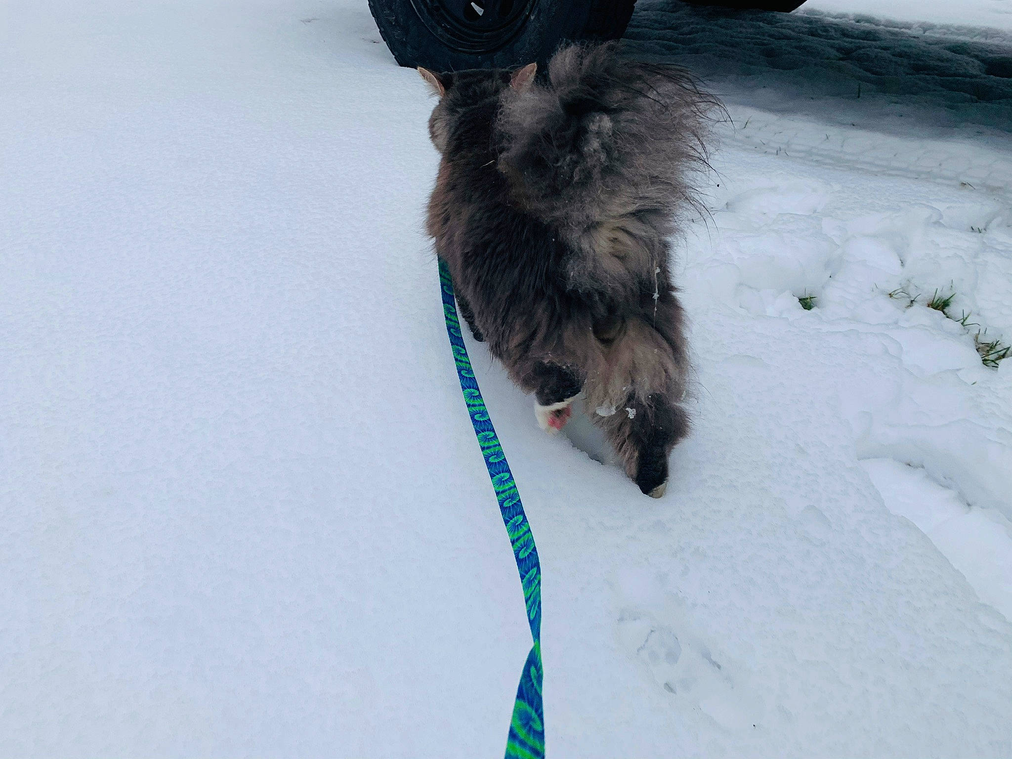 Dusty joined the competition — help win amazing prizes! canidae, carnivore, collar, dog, dog_breed, dog_collar, freezing, fur, ice_cap, leash, paw, recreation, slope, snout, snow, sporting_group, tail, winter, working_animal, working_dog