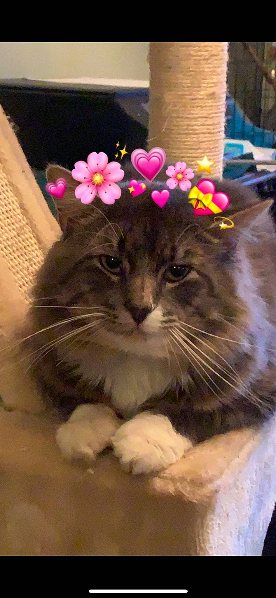 Dusty joined the competition — help win amazing prizes! blossom, carnivore, cat, costume_hat, felidae, flower, fur, grass, happy, hat, paw, petal, plant, small_to_medium_sized_cats, tail, whiskers