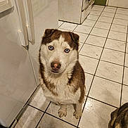 Rocko joined the competition — help win amazing prizes! dog, husky, blue_eyes, pet, indoor, kitchen, tile_floor, appliance, white_appliance, broom, brown_and_white_fur, curious, sitting, looking_up, companion_pet, animal, domestic, floor_tiles, paw, canine
