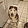 Rocko