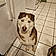 Rocko