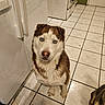 dog, husky, blue_eyes, pet, indoor, kitchen, tile_floor, appliance, white_appliance, broom, brown_and_white_fur, curious, sitting, looking_up, companion_pet, animal, domestic, floor_tiles, paw, canine