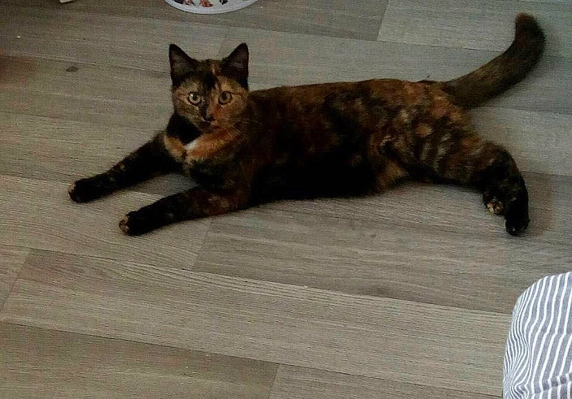 Titite a rejoint le concours — aidez-le/la à gagner de superbes lots ! carnivore, cat, claw, comfort, domestic_short_haired_cat, fawn, felidae, floor, flooring, fur, hardwood, liver, paw, small_to_medium_sized_cats, snout, tail, terrestrial_animal, wheel, whiskers, wood