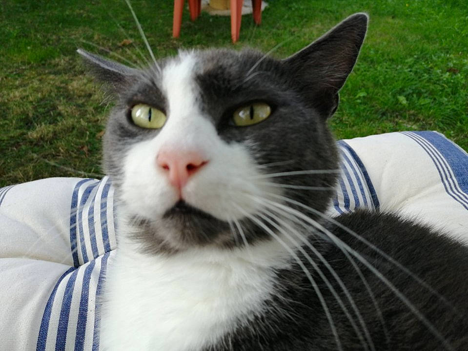 Doudou a rejoint le concours — aidez-le/la à gagner de superbes lots ! carnivore, cat, domestic_short_haired_cat, eye, felidae, fur, grass, hair, head, plant, small_to_medium_sized_cats, snout, tail, terrestrial_animal, tree, whiskers