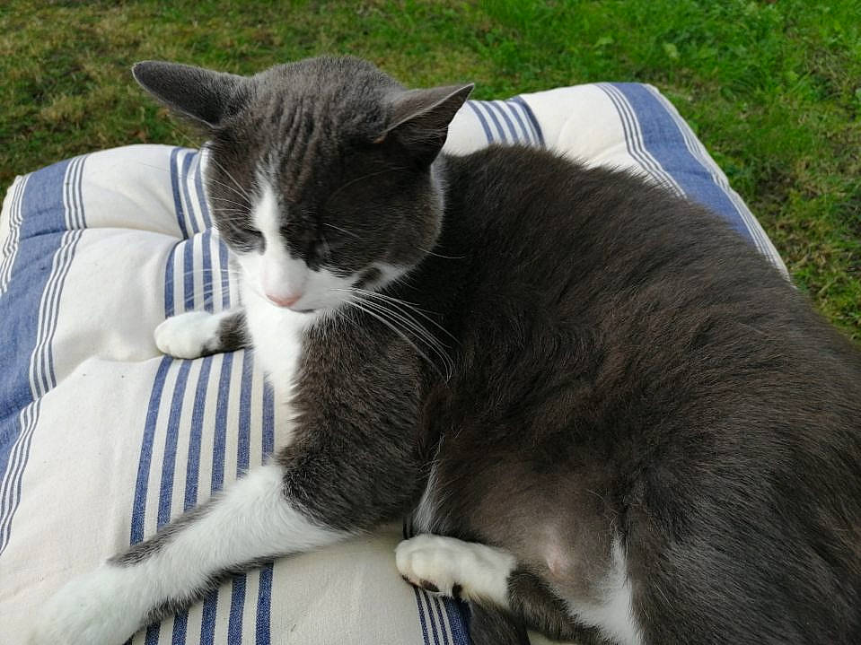 Doudou participe au concours pour gagner de l'argent avec cette photo : carnivore, cat, claw, comfort, domestic_short_haired_cat, eye, felidae, fur, grass, grey, nap, paw, plant, sitting, small_to_medium_sized_cats, snout, tail, whiskers
