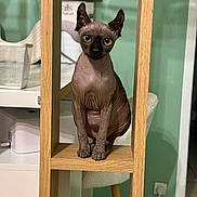Arès participe au concours pour gagner de l'argent avec cette photo : animal, cat, chair, curious, domestic_cat, ears, eyes, floor, furniture, green_wall, hairless_cat, indoor, looking, modern_interior, pet, power_outlet, seated, sphynx_cat, wooden_shelf, wrinkles