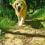 Jenny participe au concours pour gagner de l'argent avec cette photo : dog, golden_retriever, forest, path, grass, trees, sunlight, nature, outdoor, happy, walking, canine, animal, summer, greenery, daylight, pets, mammal, smiling, scenic