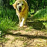 dog, golden_retriever, forest, path, grass, trees, sunlight, nature, outdoor, happy, walking, canine, animal, summer, greenery, daylight, pets, mammal, smiling, scenic