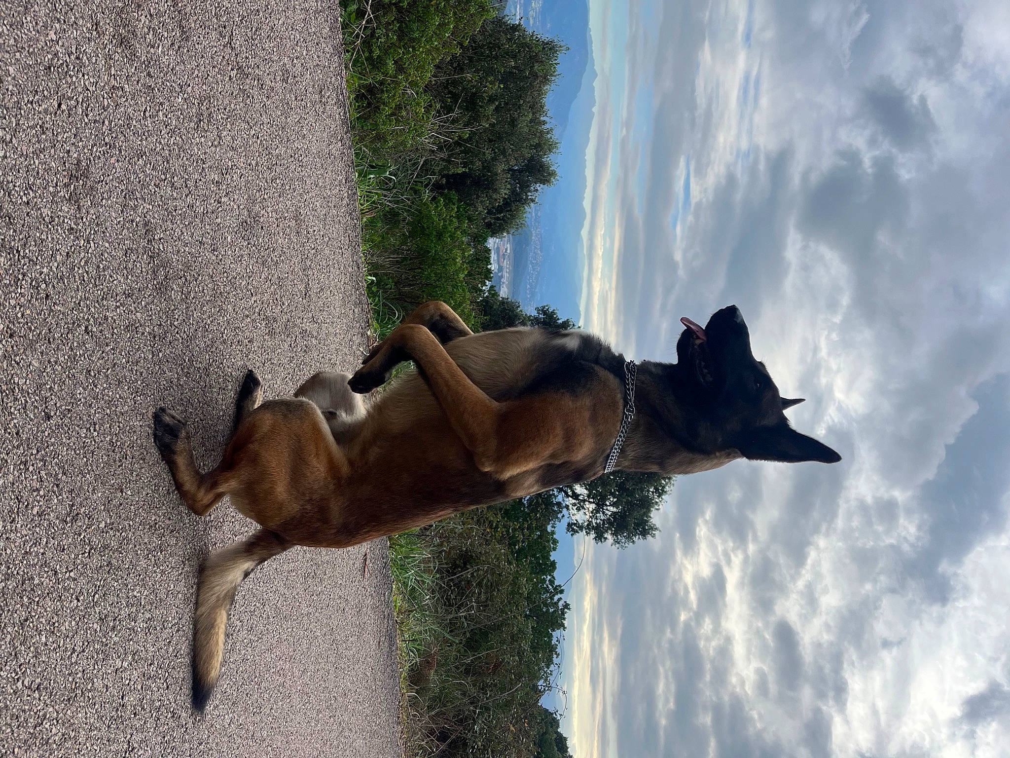 Rio a rejoint le concours — aidez-le/la à gagner de superbes lots ! canidae, carnivore, cloud, dog, dog_breed, fawn, fun, grass, guard_dog, plant, sculpture, sky, sporting_group, stallion, tail, tree, water, wood, working_animal, working_dog