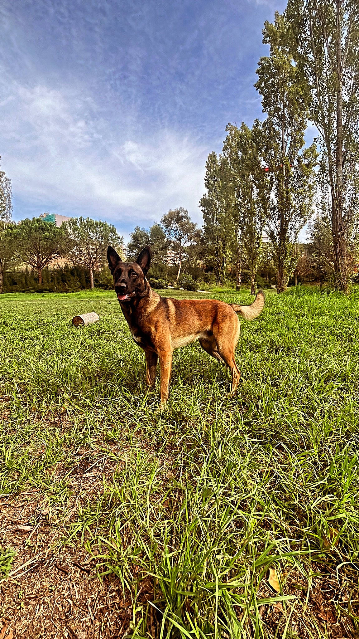 Rio a rejoint le concours — aidez-le/la à gagner de superbes lots ! canidae, carnivore, cloud, companion_dog, dog, dog_breed, fawn, field, grass, grassland, landscape, natural_landscape, pasture, people_in_nature, plant, sky, tail, terrestrial_animal, tree, working_animal