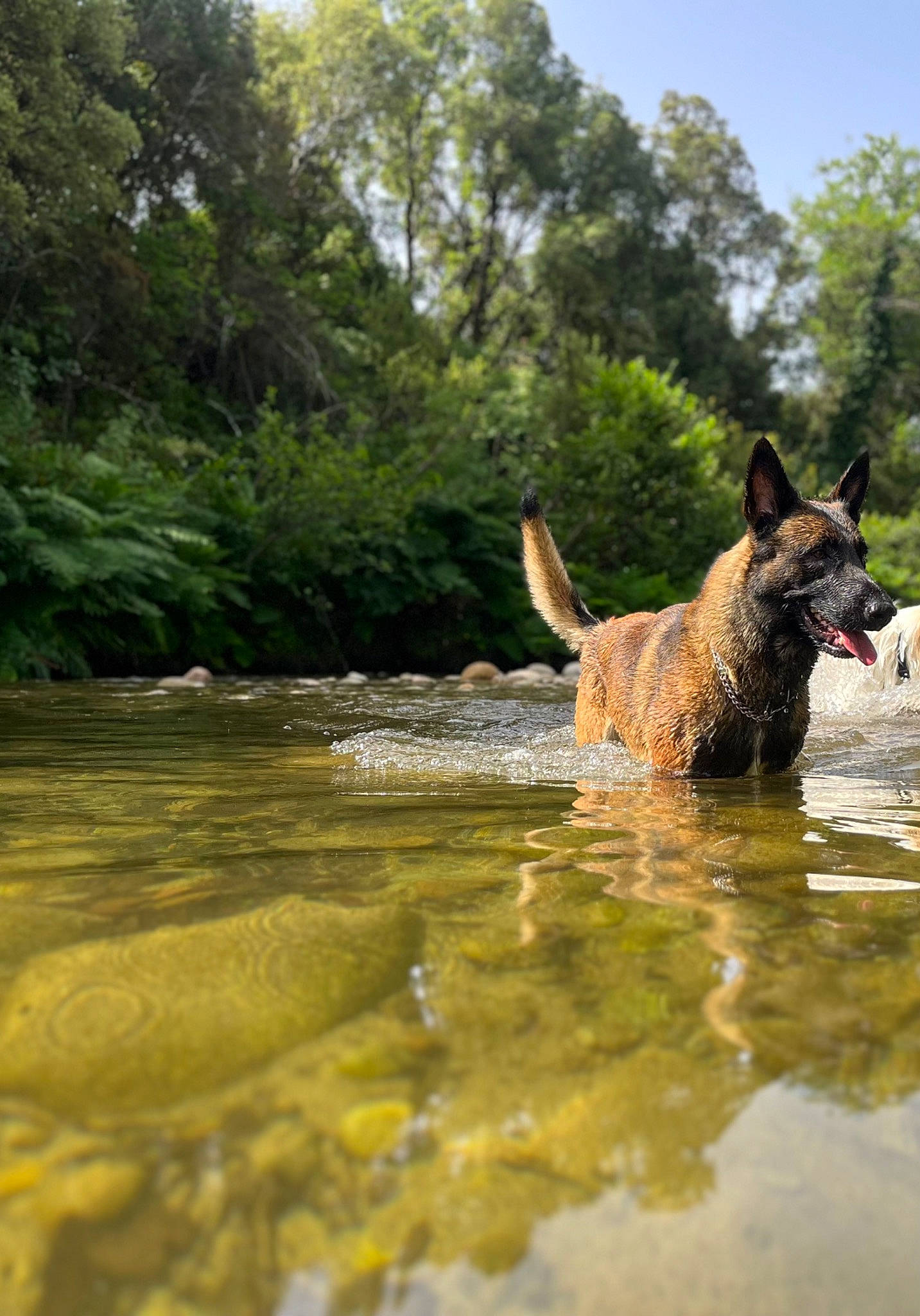 Rio a rejoint le concours — aidez-le/la à gagner de superbes lots ! bank, canidae, carnivore, dog, dog_breed, fawn, fluvial_landforms_of_streams, grass, herding_dog, lake, natural_landscape, plant, sky, sporting_group, stream, tree, water, watercourse, wilderness, working_animal