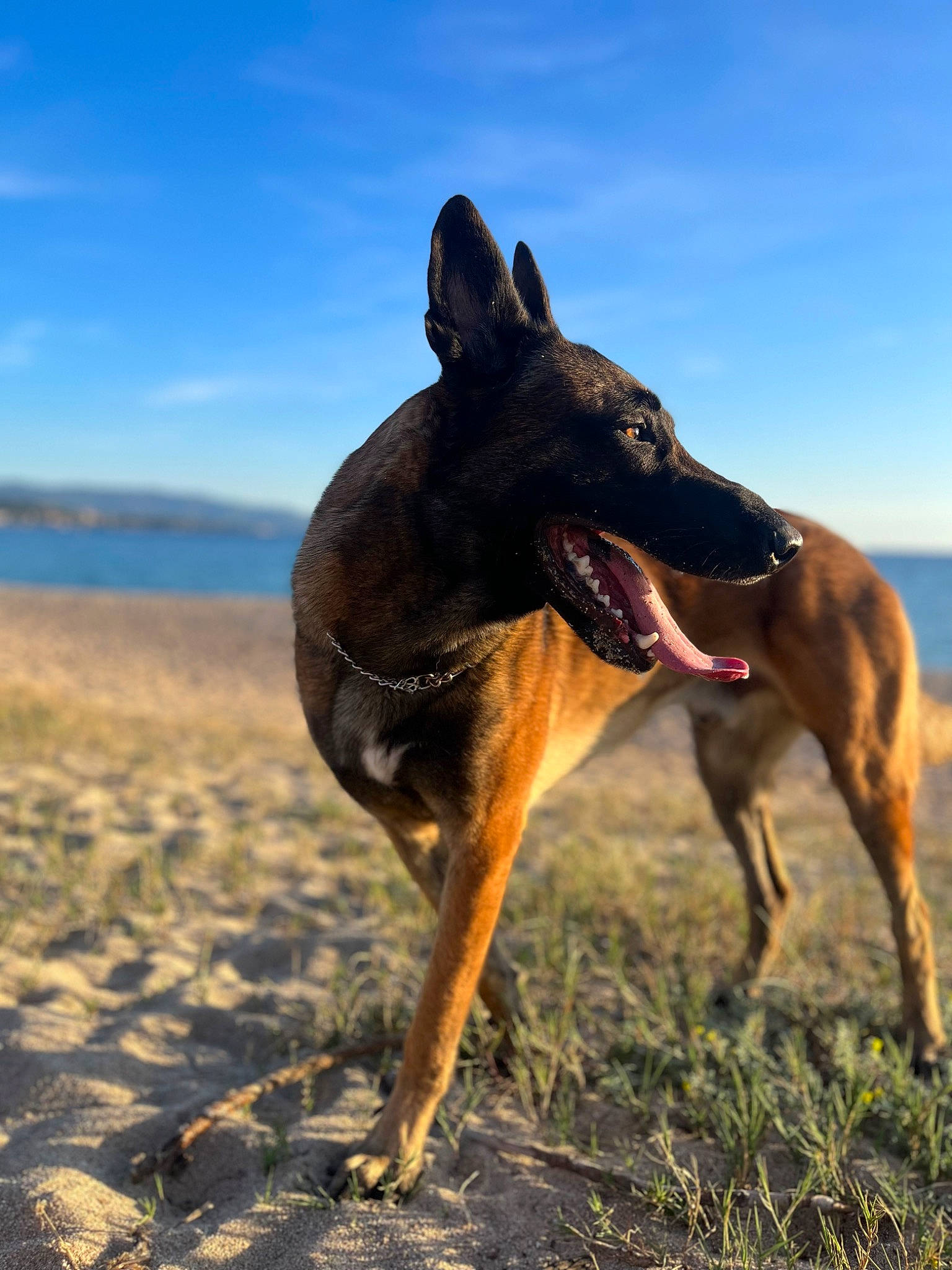 Rio participe au concours pour gagner de l'argent avec cette photo : beach, carnivore, collar, dobermann, dog, dog_breed, dog_collar, fawn, horizon, hound, landscape, magyar_agar, rampur_greyhound, sand, sighthound, sky, tail, terrestrial_animal, water, working_animal