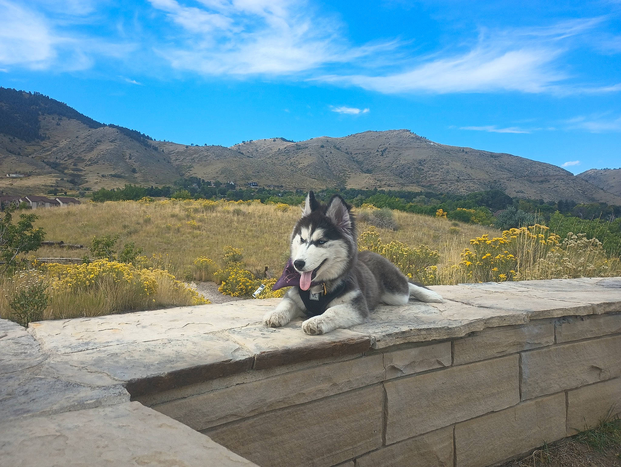 Saoirse joined the competition — help win amazing prizes! canidae, carnivore, cloud, cumulus, dog, dog_breed, hill, landscape, leisure, mountain, mountain_range, plant, recreation, road, road_surface, rock, sky, sporting_group, walking, working_animal