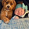 Maisie joined the competition — help win amazing prizes! baby, infant, dog, puppy, sleeping, pet, car, car_seat, blanket, bow, headband, portrait, close_up, cozy, cute, animal, child, indoors, vehicle, smiling