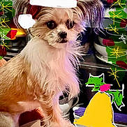 Rory is registered to the contest to win money with this photo: animal, brown_and_white, christmas, couch, cozy, cute, dog, festive, fluffy, hand_drawn, holiday_decorations, indoor, kitchenware, long_hair, pet, portrait, santa_hat, small_dog, stars, yellow_bell