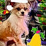animal, brown_and_white, christmas, couch, cozy, cute, dog, festive, fluffy, hand_drawn, holiday_decorations, indoor, kitchenware, long_hair, pet, portrait, santa_hat, small_dog, stars, yellow_bell