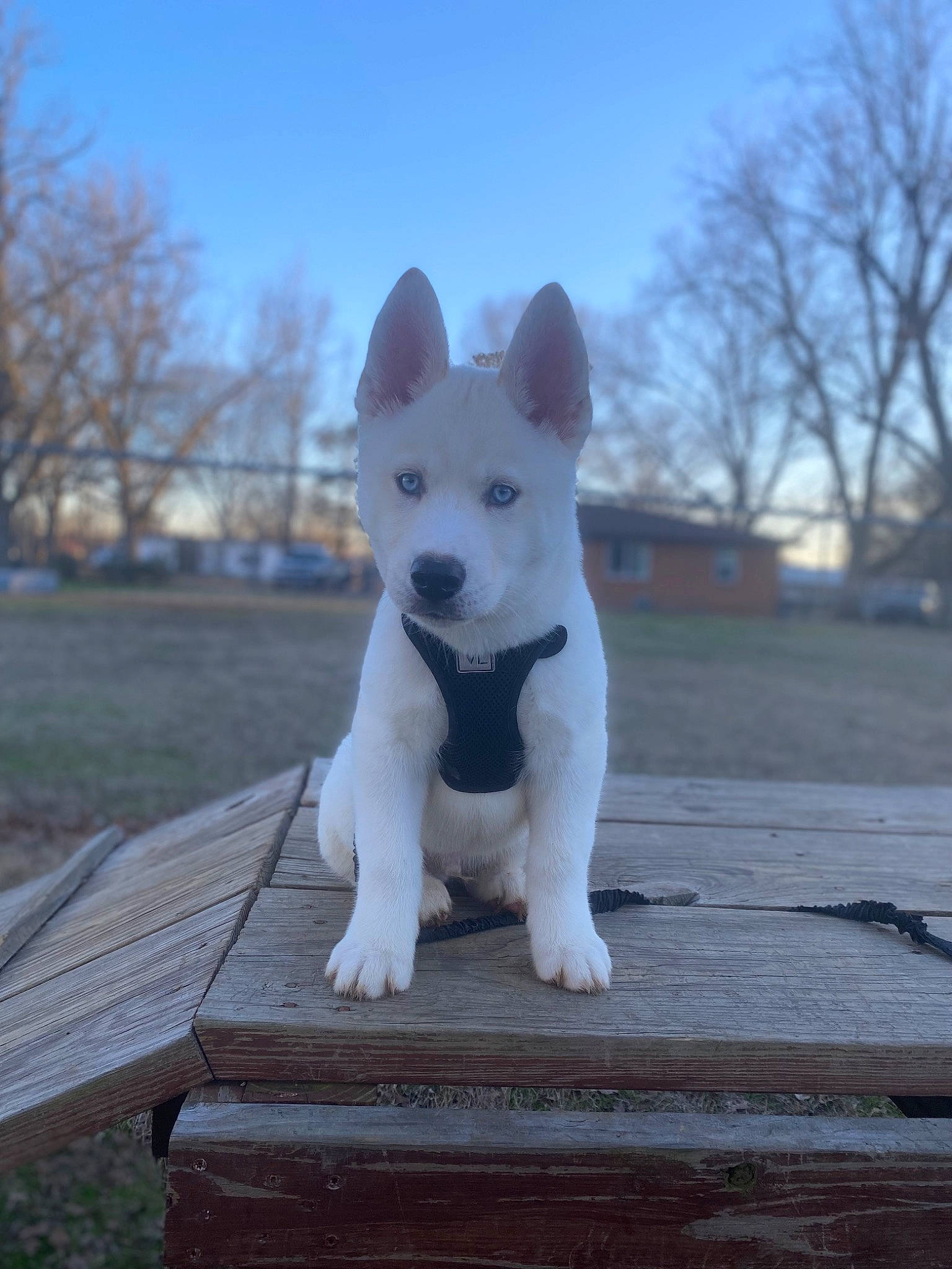 Zero joined the competition — help win amazing prizes! canidae, carnivore, cloud, companion_dog, dog, dog_breed, fur, grass, grey, non_sporting_group, outdoor_bench, sky, snout, sporting_group, tail, terrestrial_animal, tree, whiskers, winter, wood