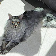 Enzo is registered to the contest to win money with this photo: cat, long_hair, pet, animal, indoor, sunlight, carpet, relaxed, feline, whiskers, ears, paws, looking_at_camera, shadow, fur, domestic_animal, laying_down, yellow_eyes, fluffy, resting