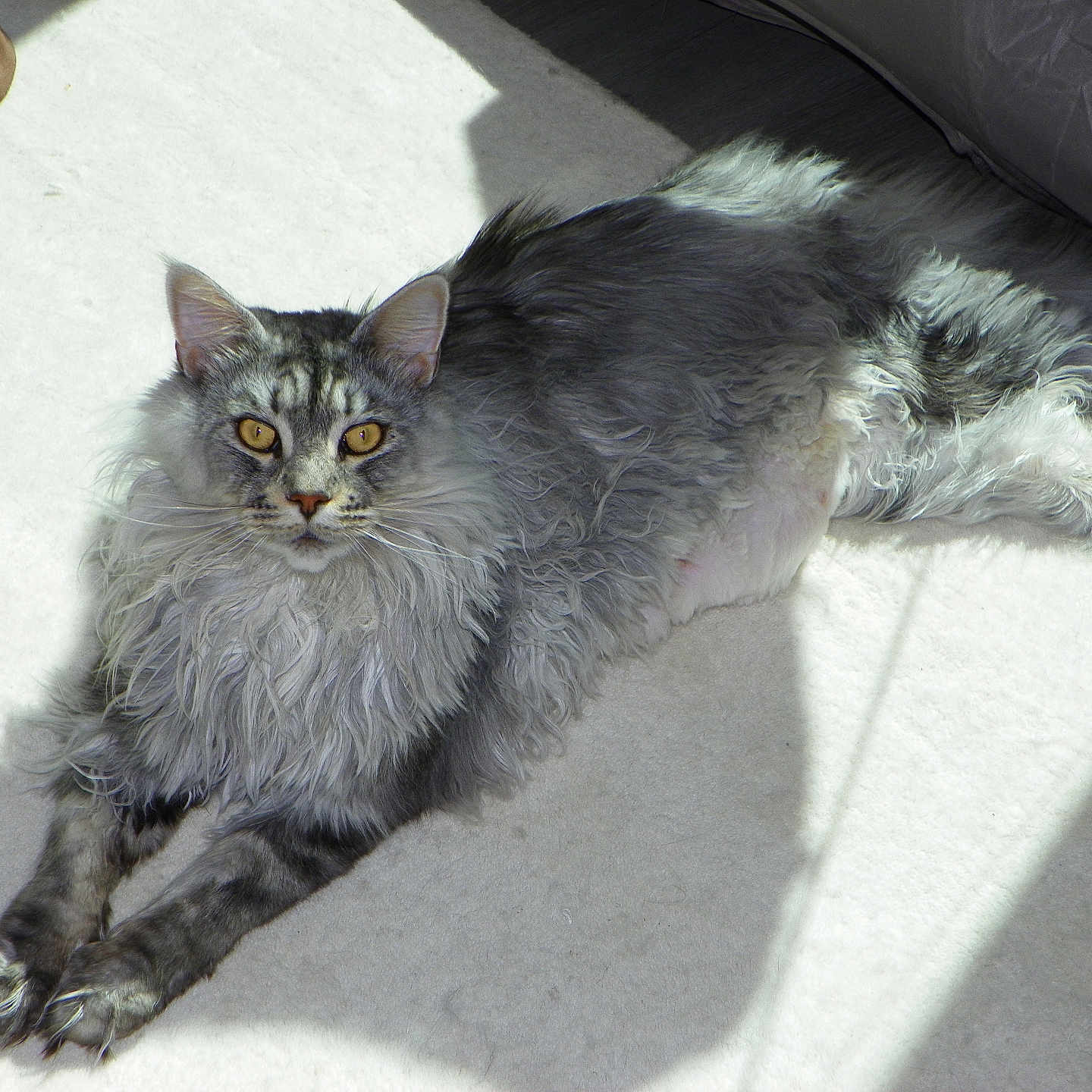 Enzo is registered to the contest to win money with this photo: cat, long_hair, pet, animal, indoor, sunlight, carpet, relaxed, feline, whiskers, ears, paws, looking_at_camera, shadow, fur, domestic_animal, laying_down, yellow_eyes, fluffy, resting