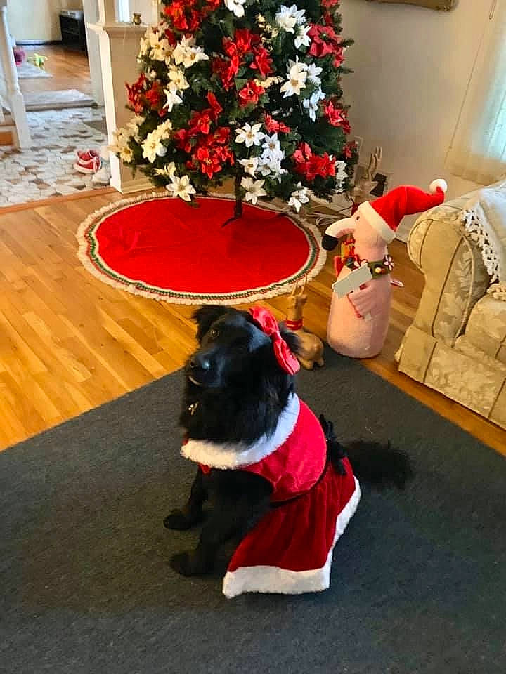 Shelby joined the competition — help win amazing prizes! carmine, carnivore, christmas, christmas_decoration, collar, costume_accessory, dog, dog_breed, dog_clothes, floor, flooring, hardwood, holiday, home, interior_design, laminate_flooring, petal, room, wood_flooring