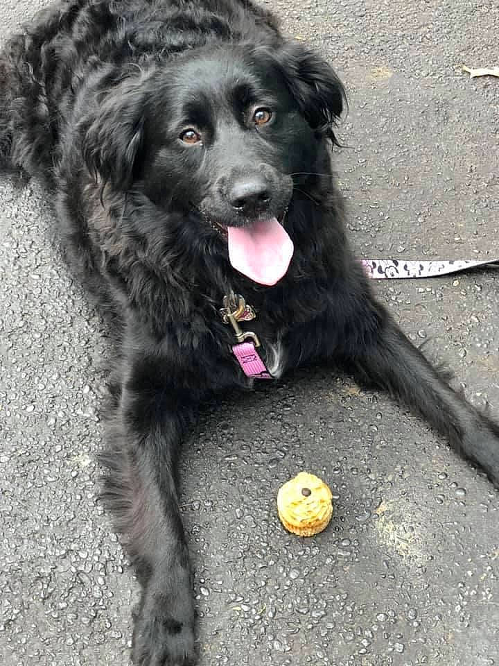 Shelby is registered to the contest to win money with this photo: black, canidae, carnivore, collar, companion_dog, dog, dog_breed, dog_collar, dog_supply, fur, grey, mammal, pet_supply, snout, sporting_group, style, tongue, vertebrate, working_animal, yellow