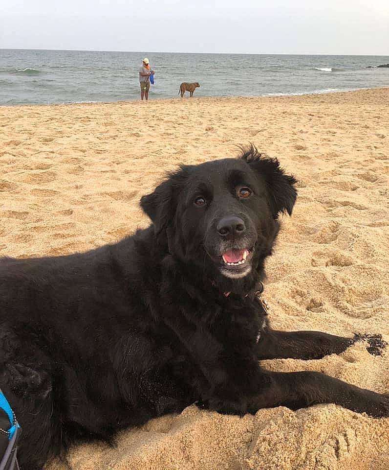 Shelby joined the competition — help win amazing prizes! beach, canidae, carnivore, coast, coastal_and_oceanic_landforms, dog, dog_breed, gun_dog, holiday, mammal, ocean, retriever, sand, sea, shore, sporting_group, summer, vacation, wind_wave, working_animal