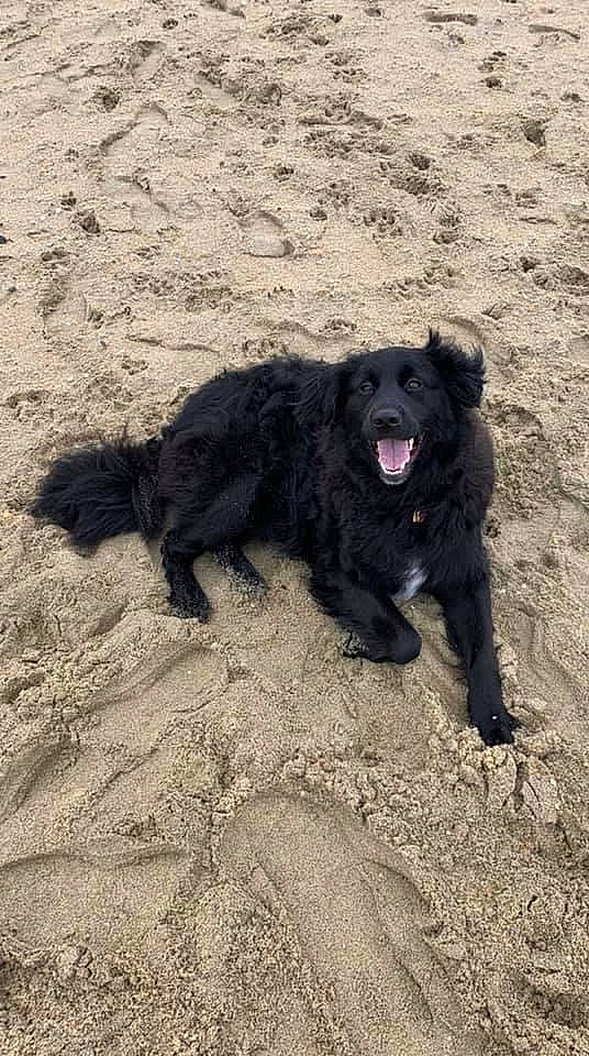 Shelby joined the competition — help win amazing prizes! borador, canidae, carnivore, companion_dog, dog, dog_breed, fur, retriever, sand, shadow, snout, soil, sporting_group, street_dog, tongue, working_animal, working_dog