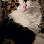 Guizmo participe au concours pour gagner de l'argent avec cette photo : cat, fluffy, yellow_eyes, pink_nose, whiskers, curious, close_up, indoor, rug, texture, feline, pet, cute, fur, animal, relaxing, cozy, domestic, portrait, soft_lighting