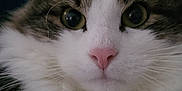 Guizmo a rejoint le concours — aidez-le/la à gagner de superbes lots ! cat, close_up, fluffy, pink_nose, green_eyes, whiskers, indoor, pet, feline, soft_fur, domestic_animal, cute, portrait, animal_face, relaxed, whiskers_visible, tabby, white_fur, brown_fur, cozy
